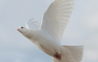 Weiße Taube fliegt in der Luft